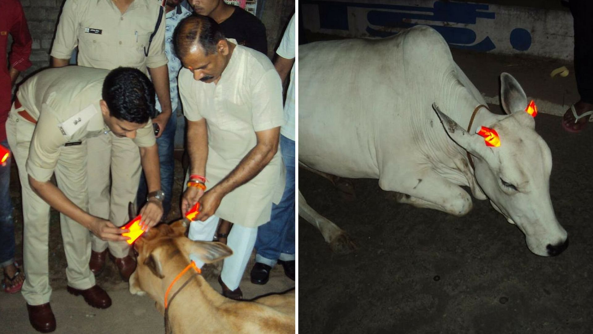 Cows in Madhya Pradesh are being fixed with glow-in-the-dark bands to prevent road accidents. (Photo Courtesy: Patrika Photos)