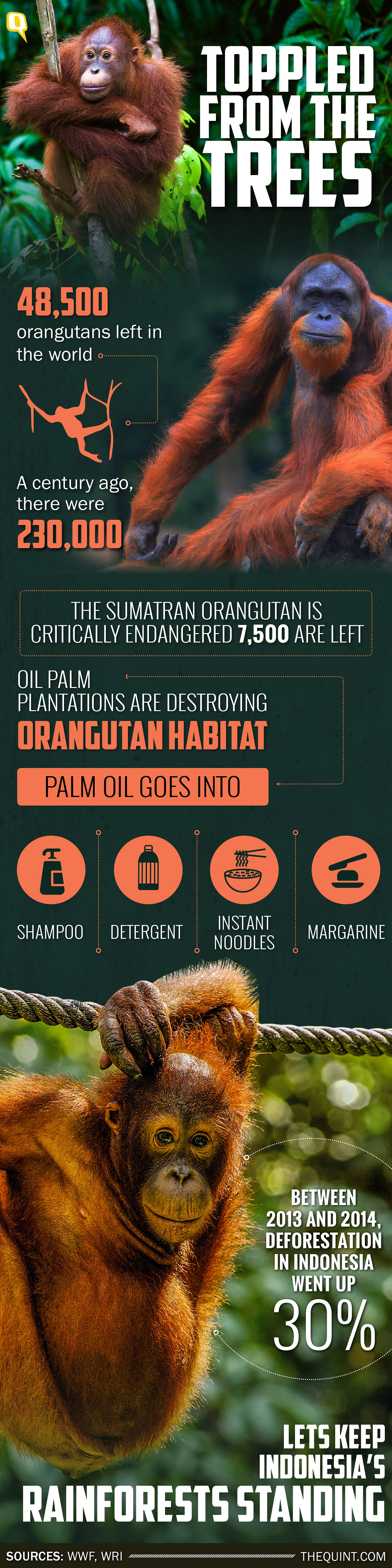 The world’s dependence on palm oil is killing orangutans by the tens of thousands.