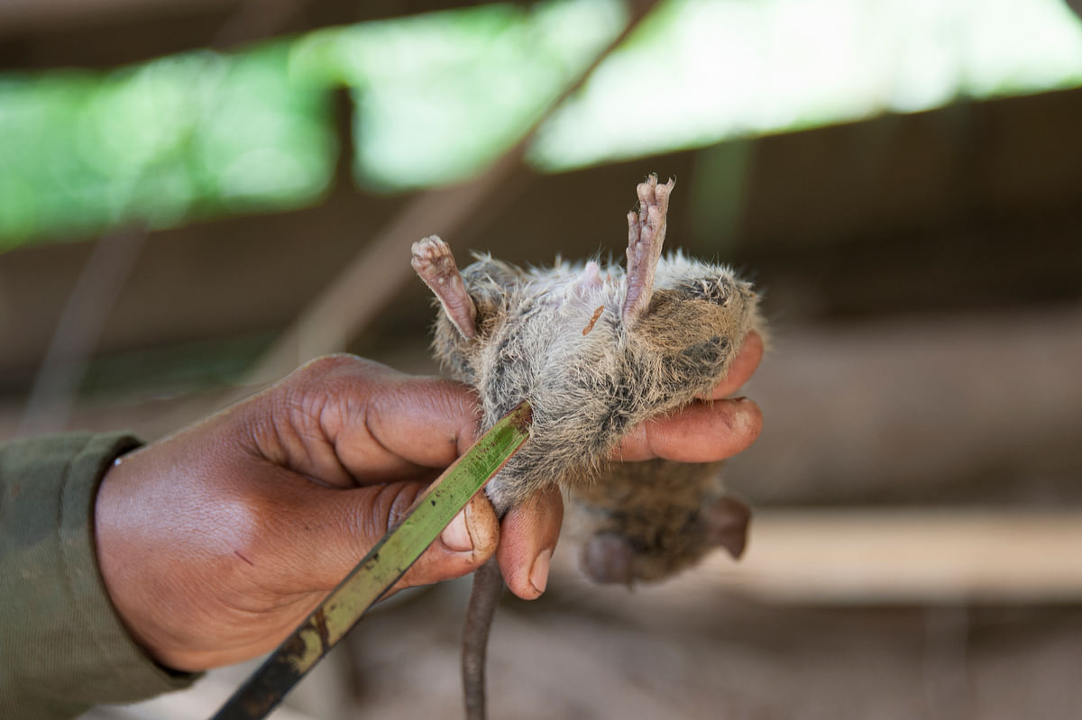 Rat-catching has become a booming business in the region.