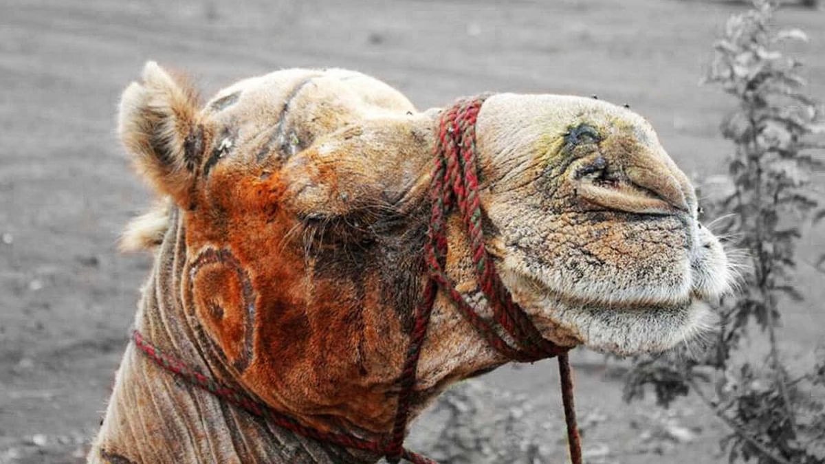 Has India’s  new found love for camel meat delicacies enabled a horrific practice of camel abuse in the country?