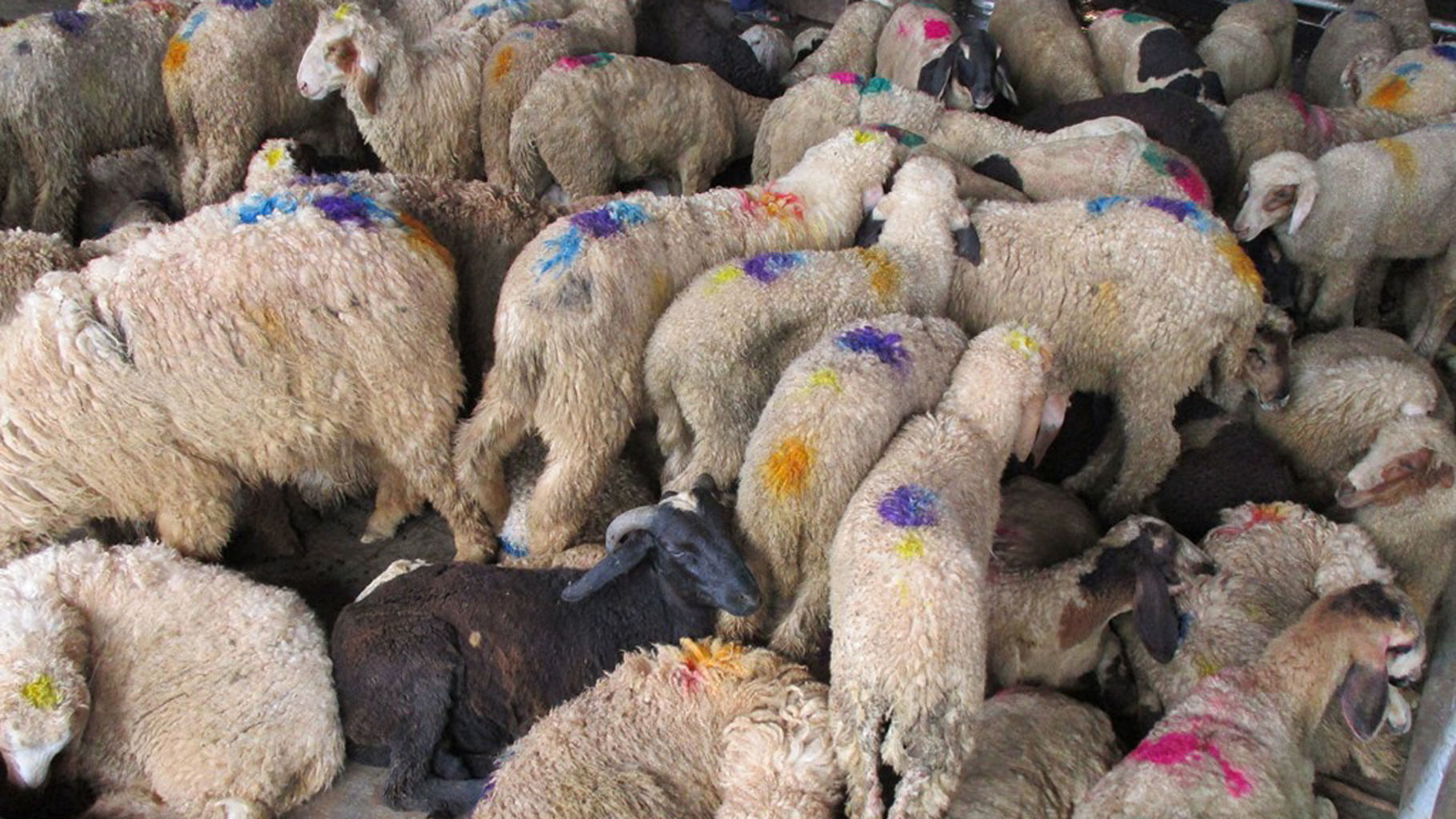 Sheep overcrowding in the Ghazipur slaughterhouse. waiting to be slaughtered. (Photo: People for Animals) 