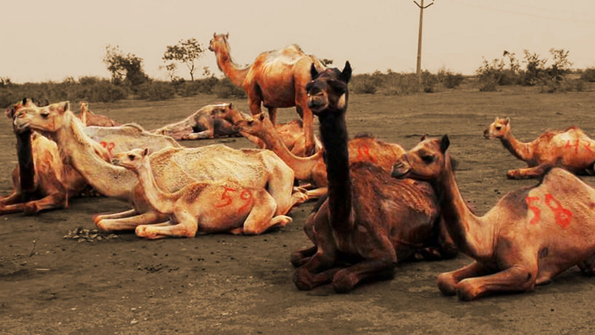 A Rescue Operation Reveals Horrific Tales of Camel Abuse in India