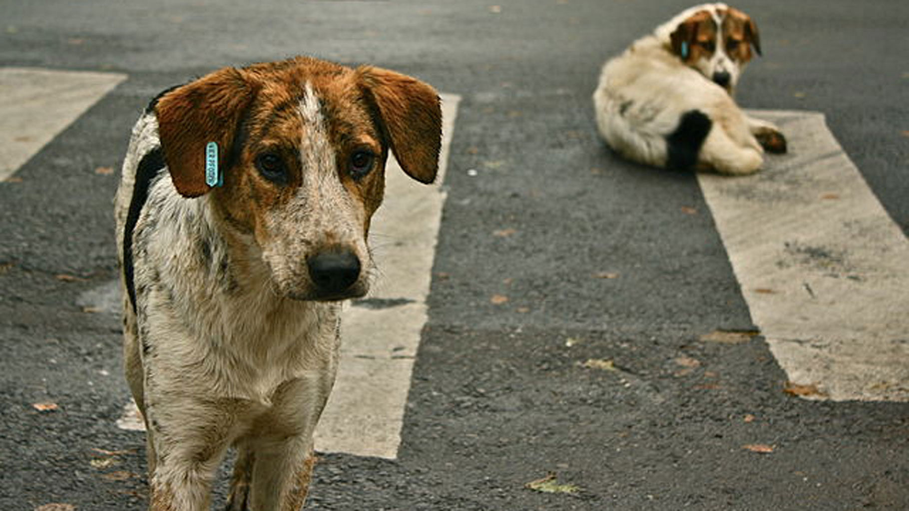 A 65-year old woman was recently mauled to death by stray dogs in Kerala.&nbsp;(Photo: The News Minute)