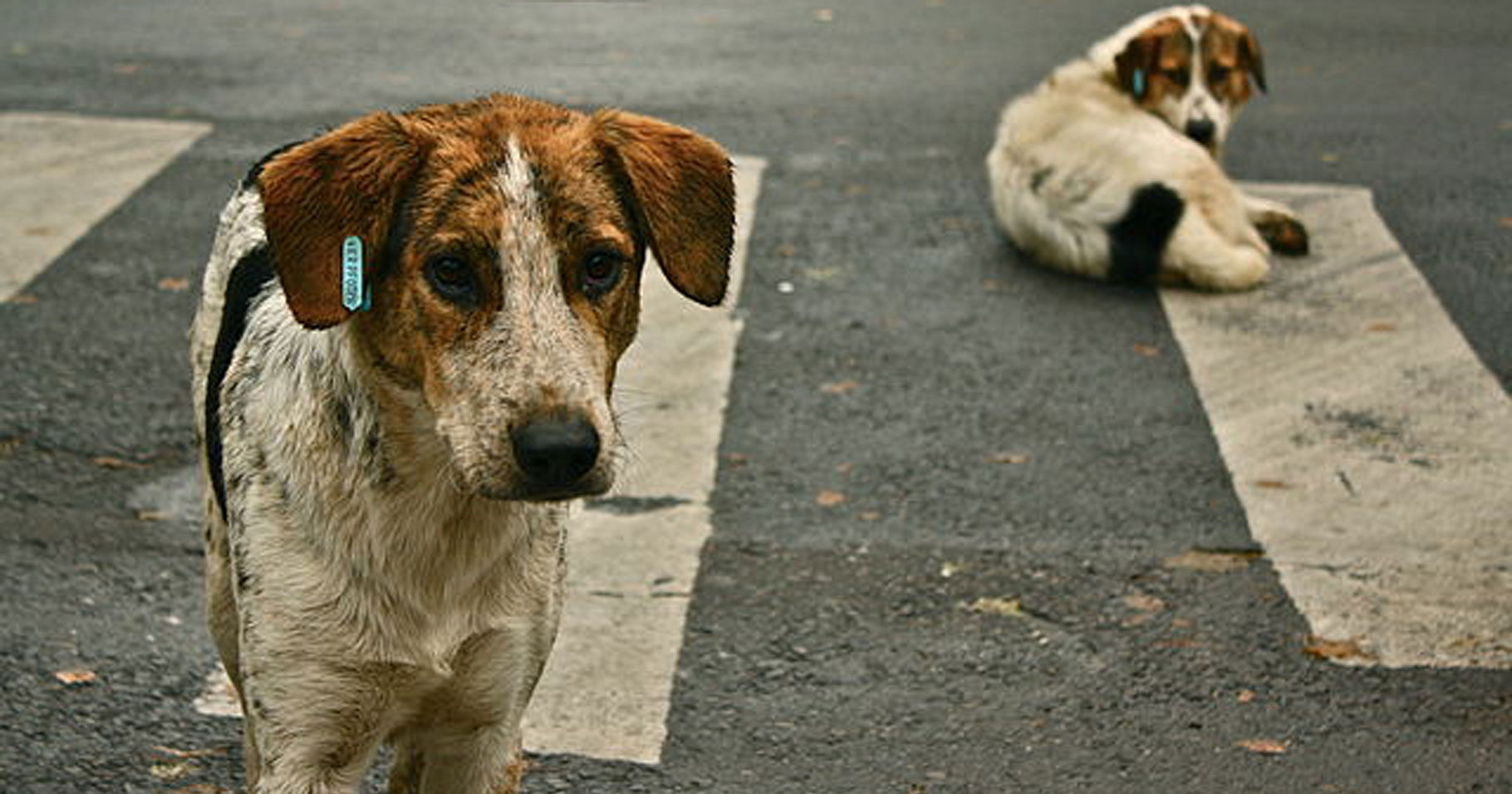 'Permit Euthanasia or Culling of Violent, Vicious Stray Dogs': Kerala Govt to SC