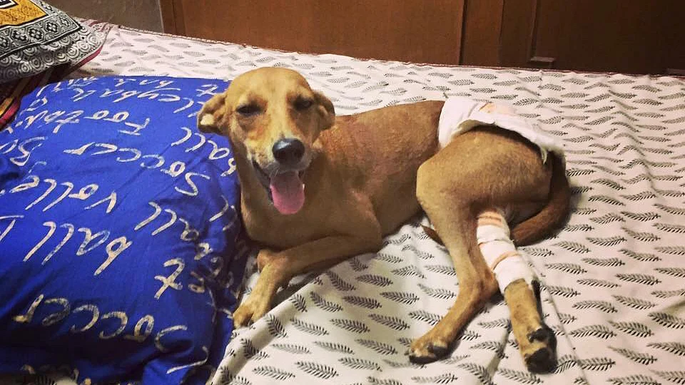 Bhadra was thrown off a building by two boys, in an incident which started a nationwide debate on animal cruelty. (Photo: Facebook/<a href="https://www.facebook.com/hotelfordogsinchennai/photos/pcb.1092318287501228/1092318187501238/?type=3&theater">Hotel for Dogs</a>)