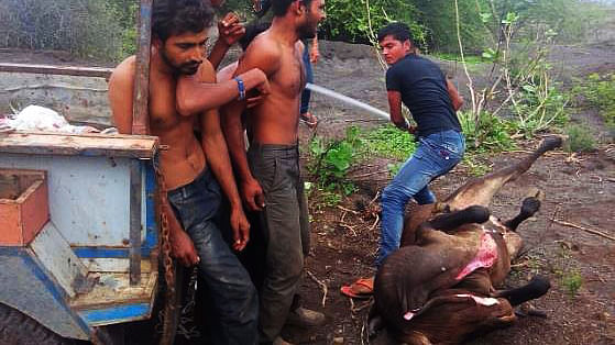 Dalit protesters were thrashed for skinning dead cows in Una, after which the protests began. (Photo: <b>The Quint</b>)