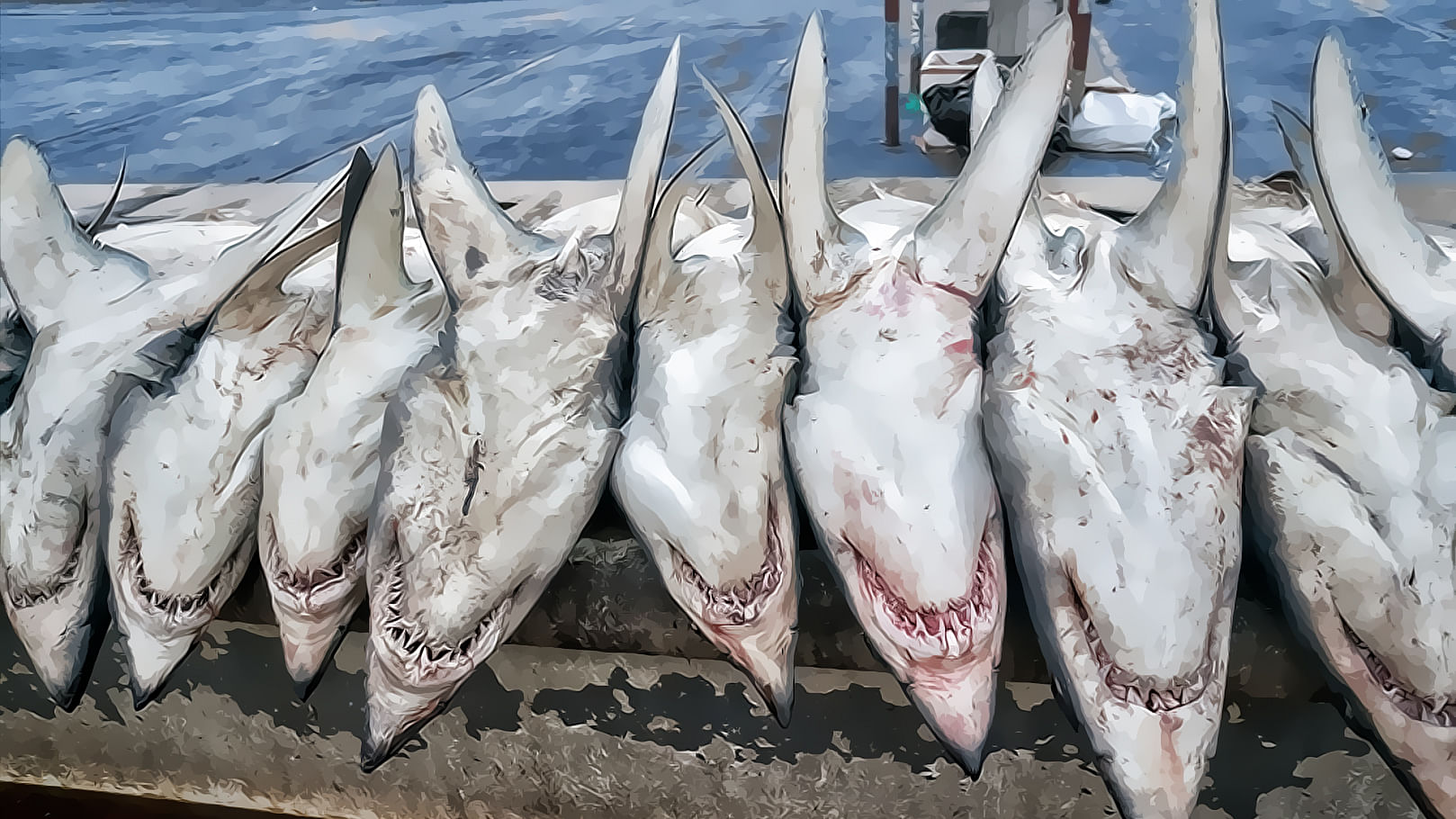 Sharks are dying by the tens of millions. (Photo: Altered by <b>The Quint</b>)