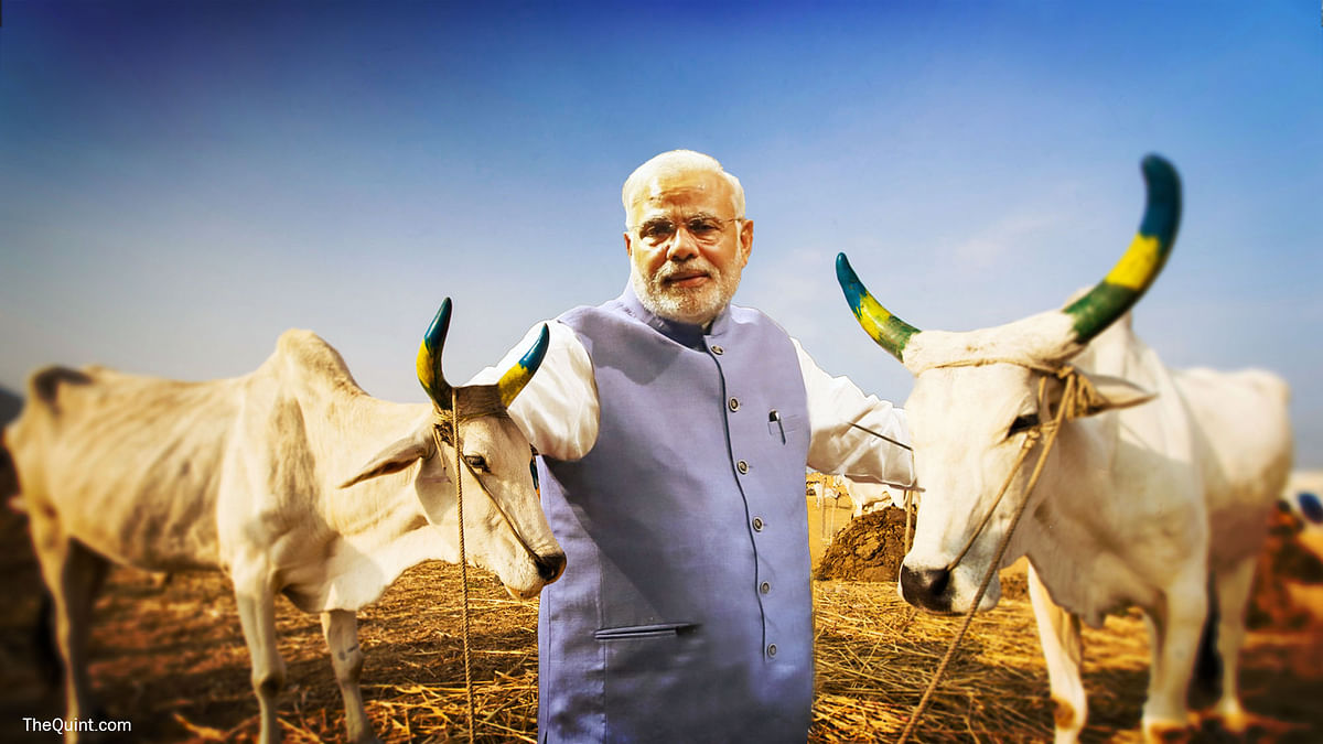 For a Nervous and Angry Modi, the Cow Is Now a Political Animal