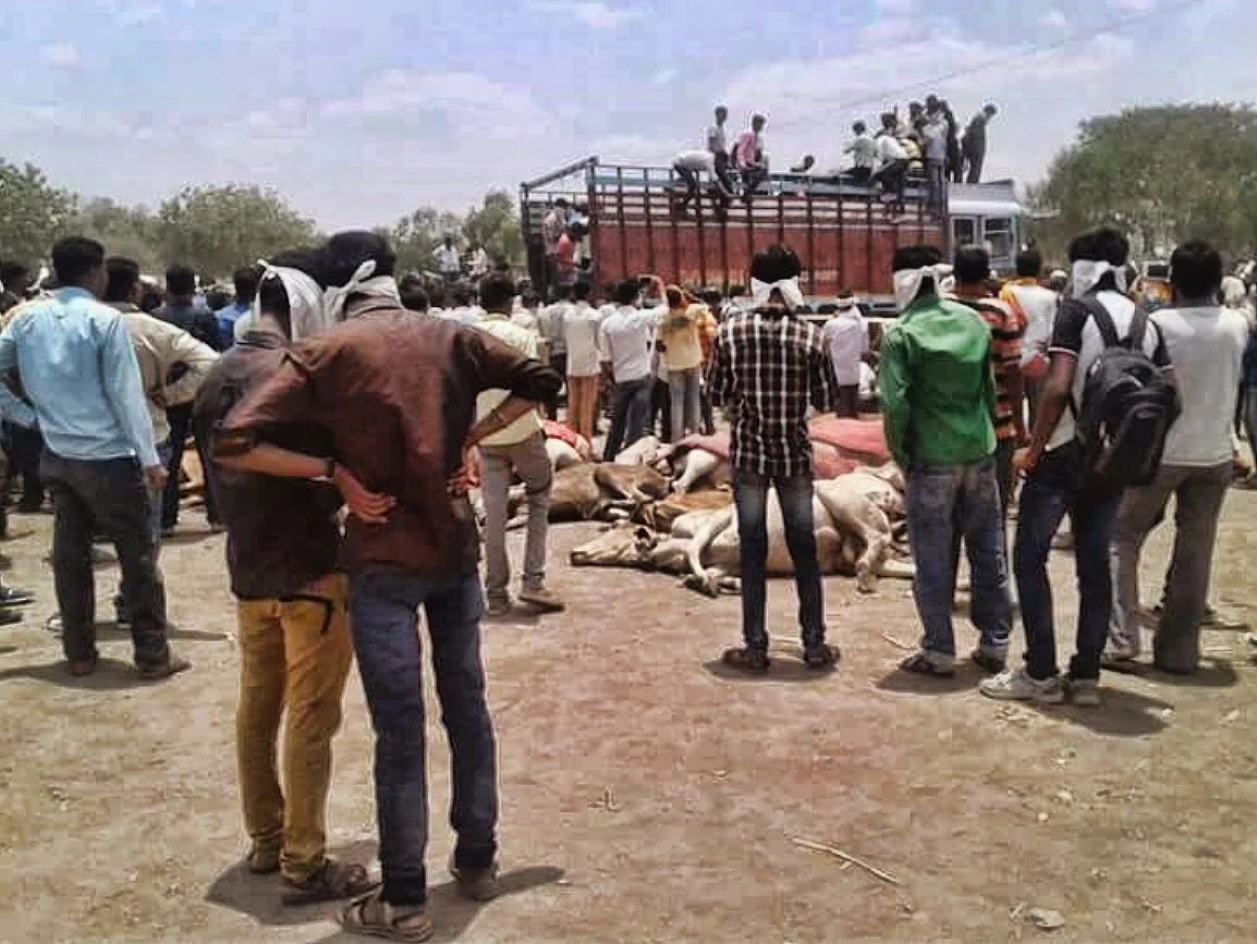 Carcasses of cows in Mewat. 