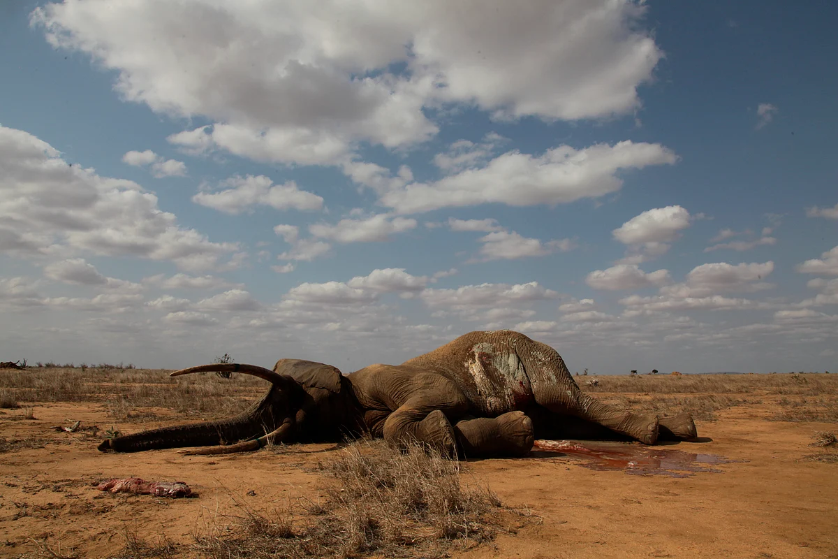 An elephant killed for its tusks. (Photo: iStock)