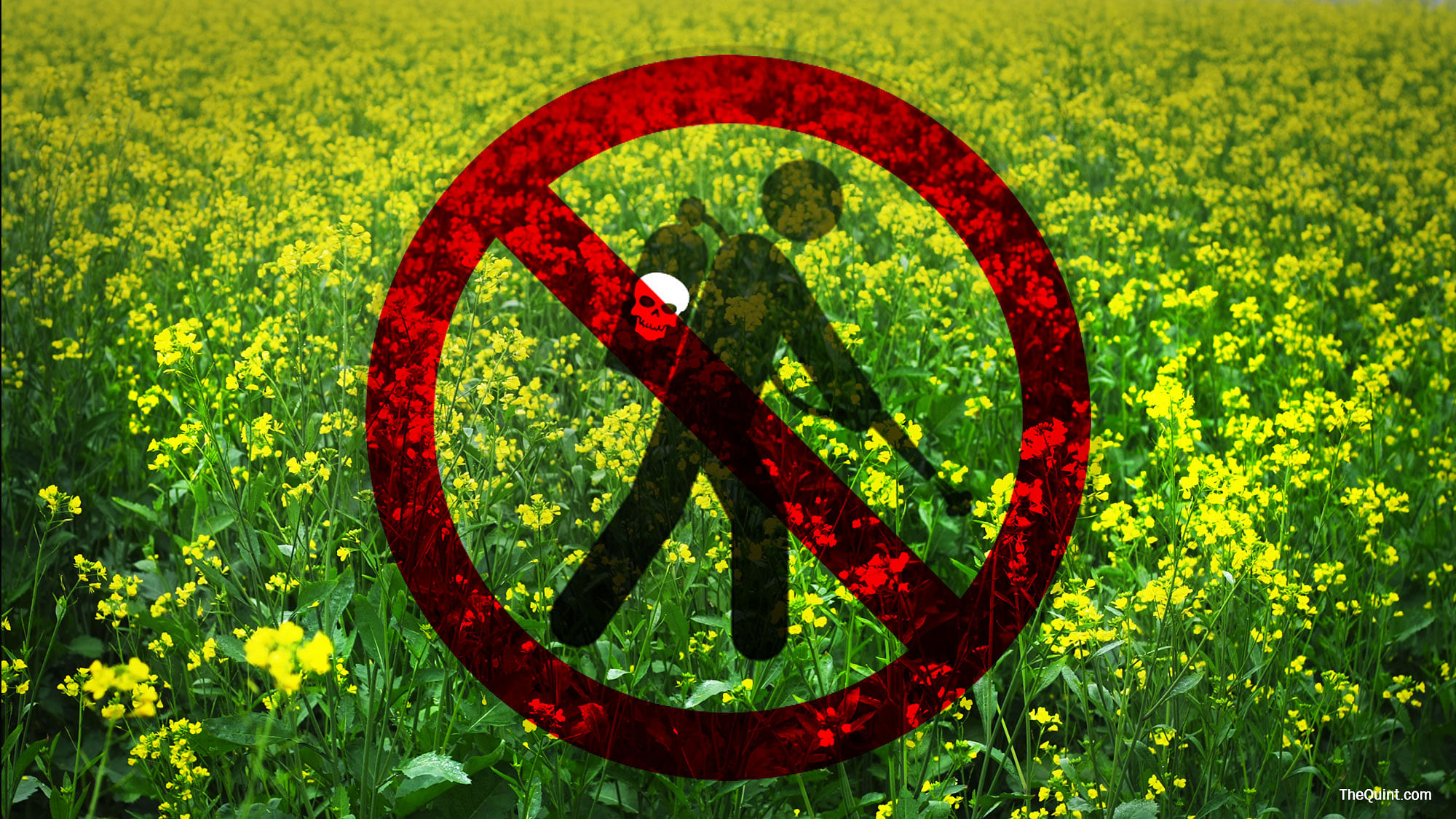 Is allowing commercial cultivation of GM mustard  akin to sounding death knell for small farmers? (Photo: Lijumol Joseph/ <b>The Quint</b>)