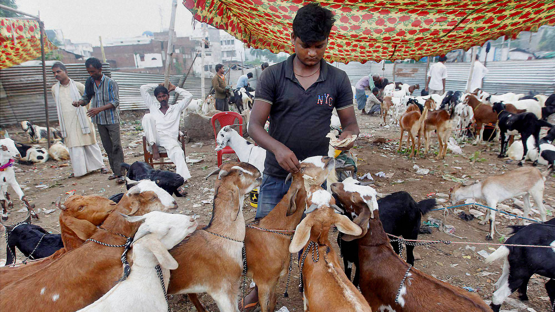 A trader feeds goats ahead of the Eid al-Adha festival, in Allahabad on Monday.