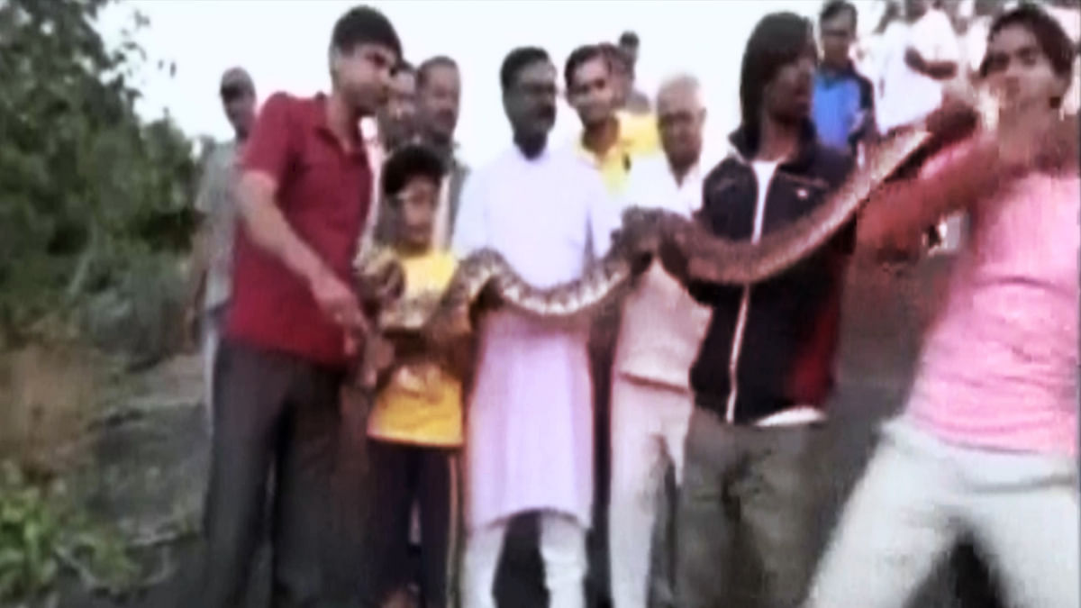 Python ‘Snakes’ In, Stings a ‘Selfie’ Enthusiast