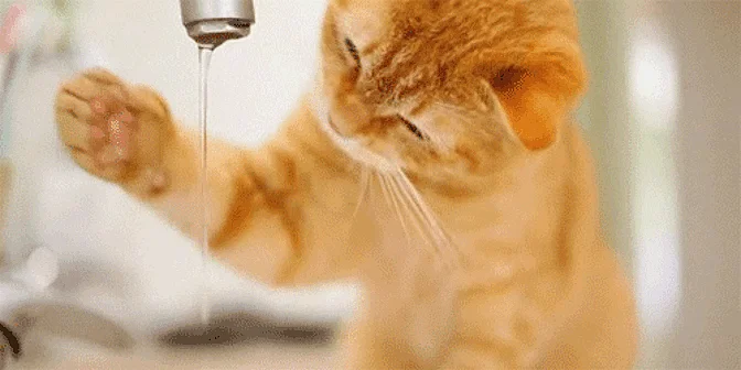 Not drinking enough water can also lead to retention — basically, if your body goes into dehydration mode, it stocks up on any fluid it gets through the diet. (Photo Courtesy: Tumblr/CuteLittleAnimalsGifs)
