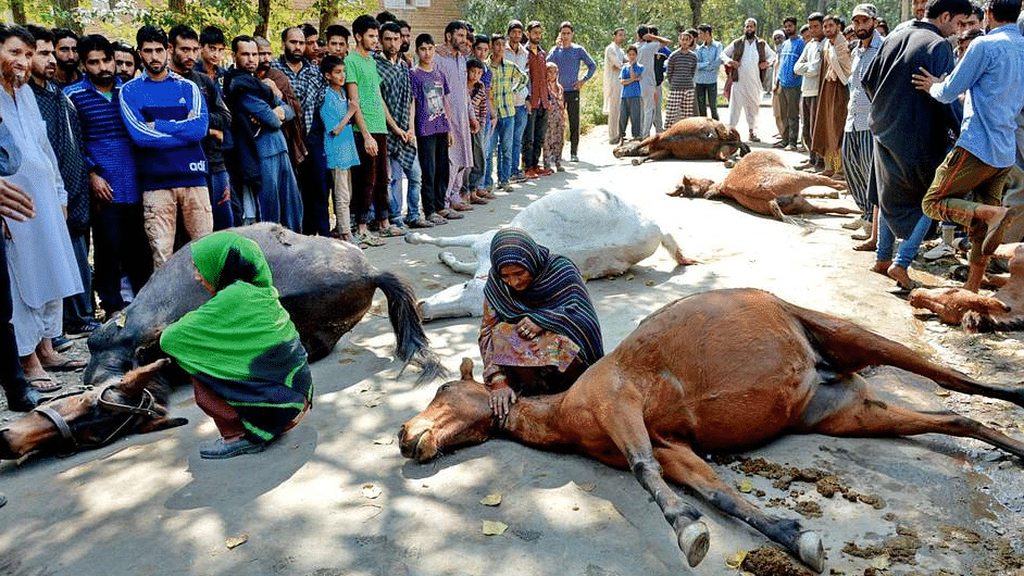 Bakerwal nomads in Kashmir said that their horses were killed and they were beaten up by the army men.&nbsp;(Photo: Muneeb Ul Islam)