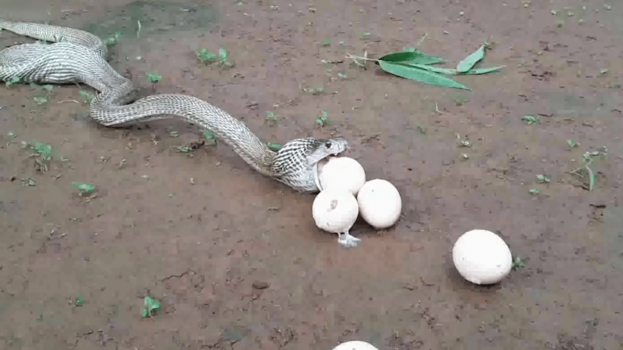 A Cobra in Odisha’s Similpal Tiger Reserve throws six eggs (Photo: AP screengrab)
