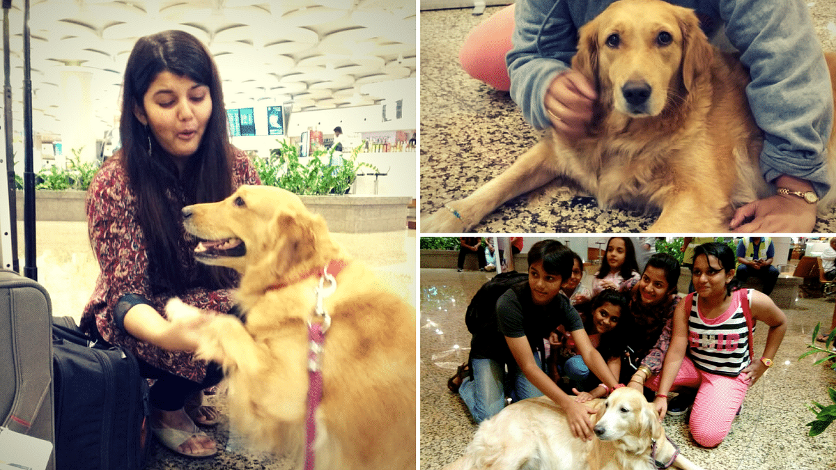 Animal Angels: These 3 Dogs at Mum Airport are Trained to Hug You!