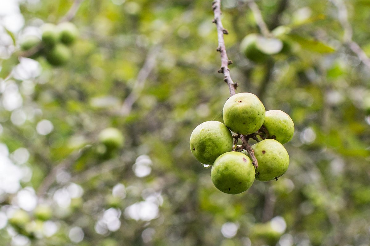 Nepal’s Million Dollar Trees Bring Hope and Fear