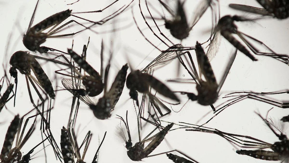 In the last few weeks, it has sickened more than 100 people in Singapore and started spreading in Florida. (Photo: AP)