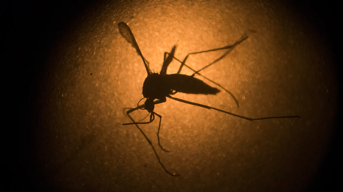 An Aedes aegypti mosquito that spreads Zika is photographed through a microscope. (Photo: AP)