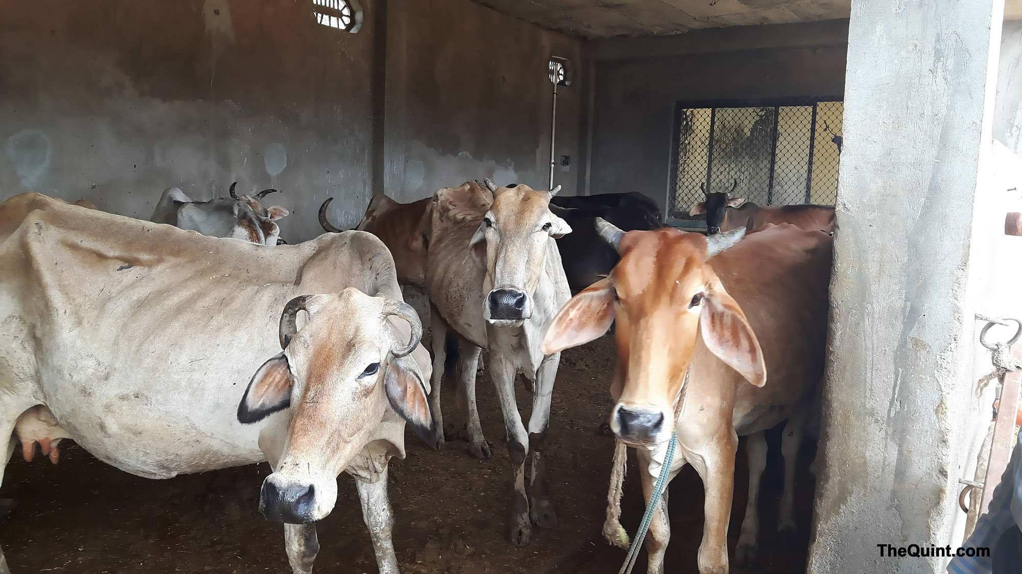 

The Quint goes deep into the interiors of Haryana to get details of how cow smuggling is operating on the ground. (Photo: Poonam Agarwal/The Quint)