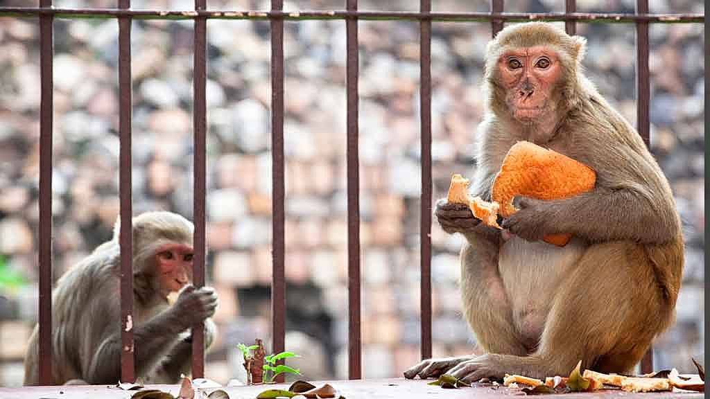 Delhi Zoo Gave Animals Expired Medication, Maneka Demands ...