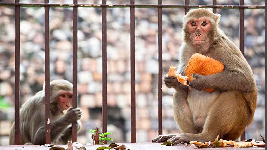 Monkeys enjoying a snack. Image used for representational purposes only. (Photo: iStock)