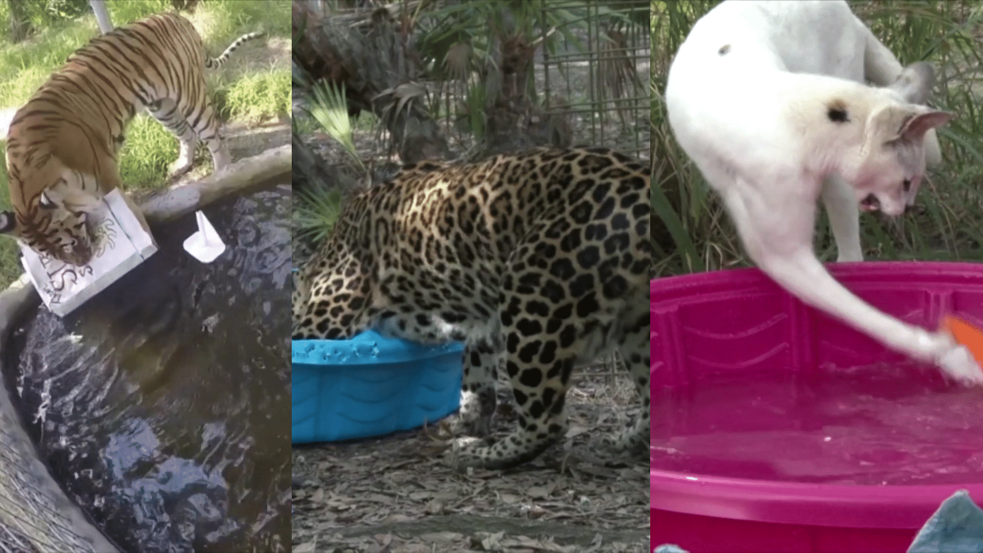 Big Cat Rescue centre cool, staff organised paddling pools and a hose down for them. (Photo: AP screengrab)