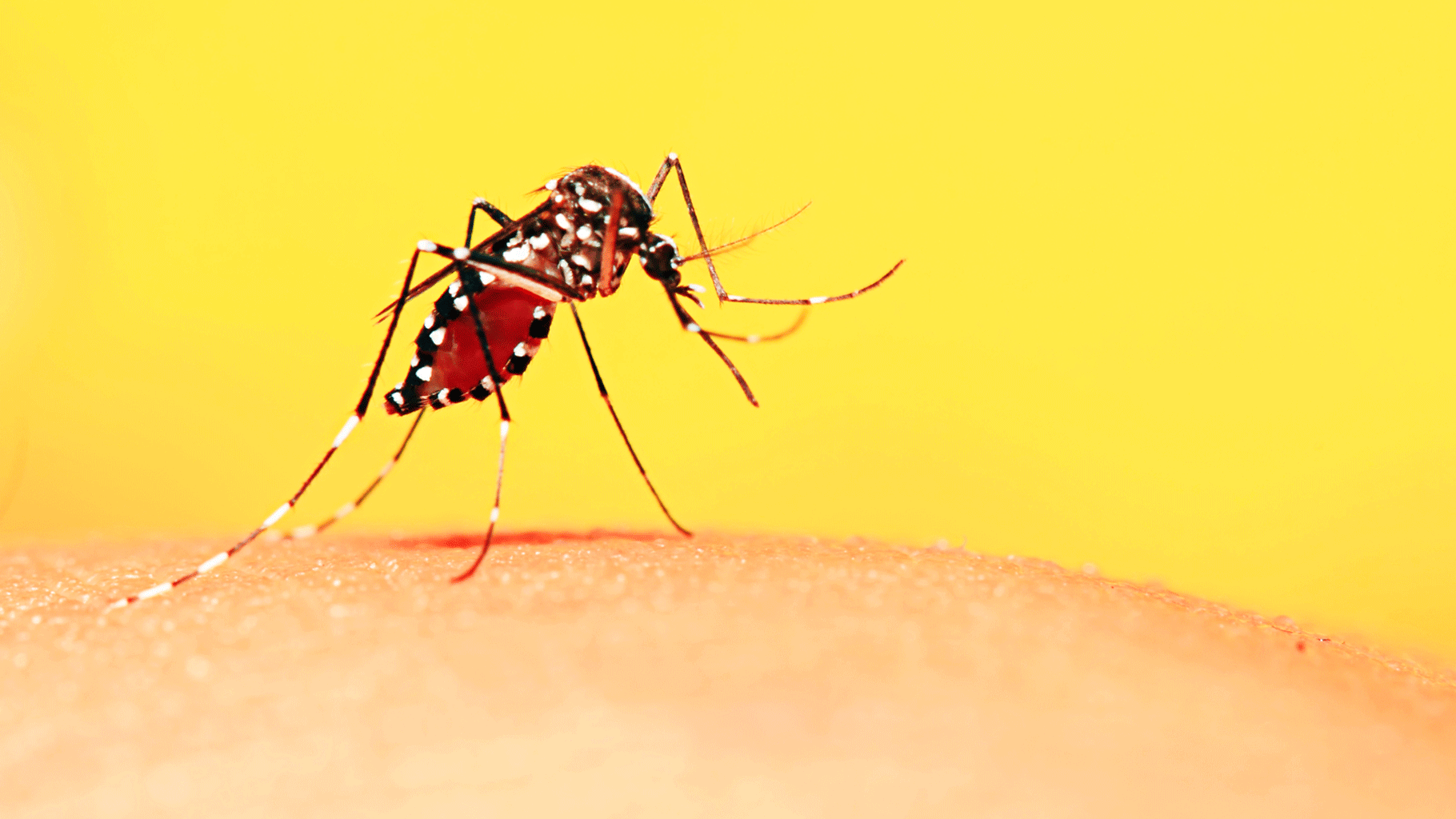 Some cases have been reported where patients have tested positive for both dengue and malaria.