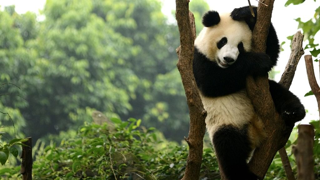 Pandas have made it back from the brink of extinction. (Photo: iStock)