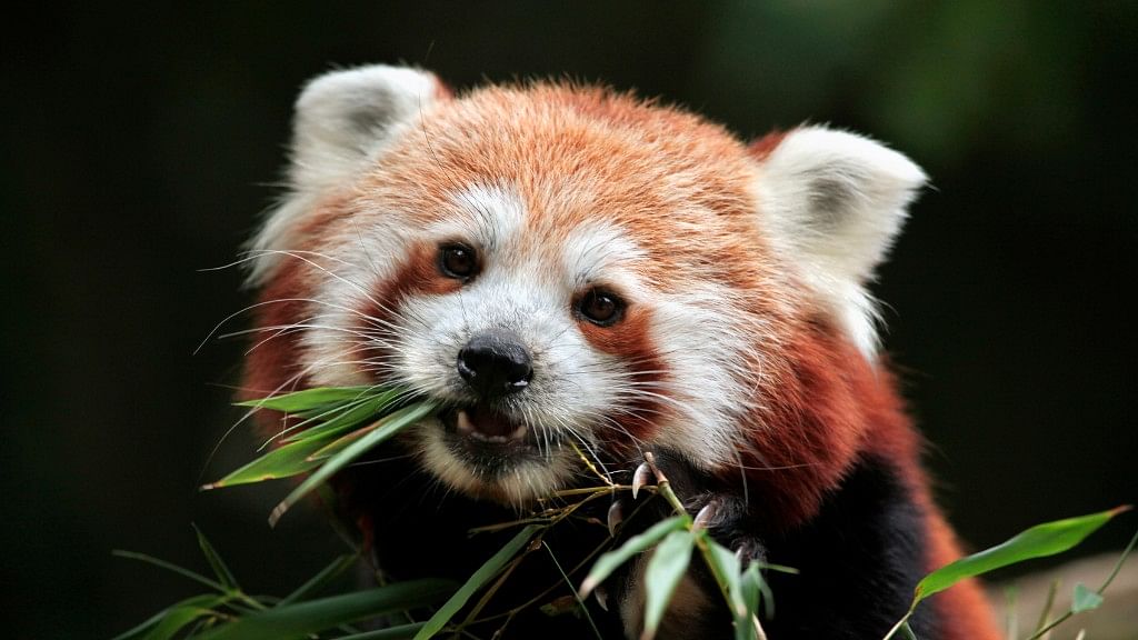 Red Pandas can be found in Namdapha National Park in Arunachal Pradesh. (Photo: iStock)