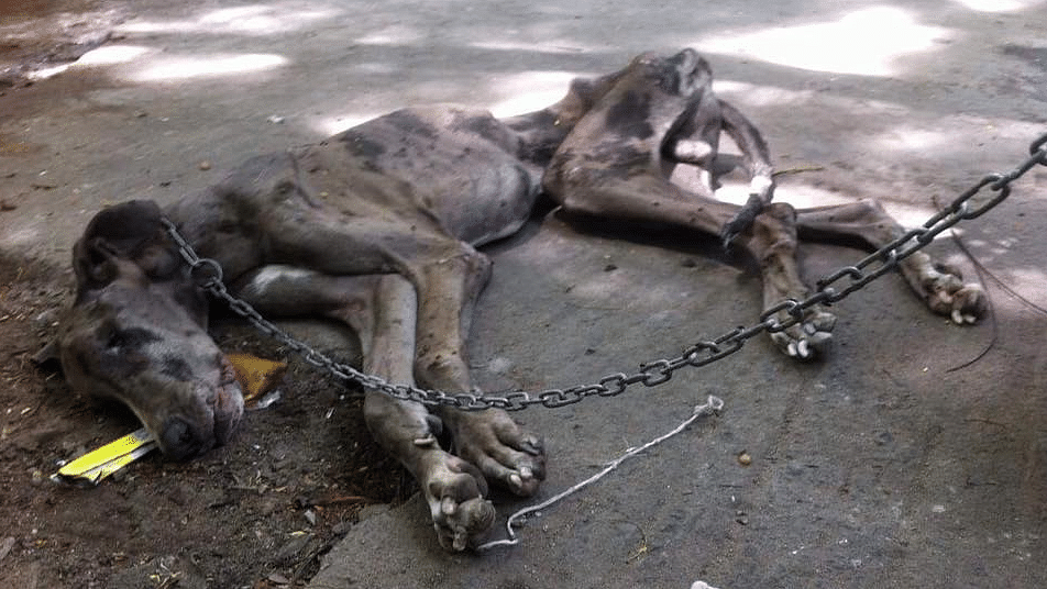 Shravan Krishnan, founder of Hotel for Dogs in Chennai found the dog in this state, but couldn’t save him. (Photo: Facebook/<a href="https://www.facebook.com/photo.php?fbid=10153702690307038&amp;set=pcb.10153702704552038&amp;type=3&amp;theater">Shravan Krishnan</a>)
