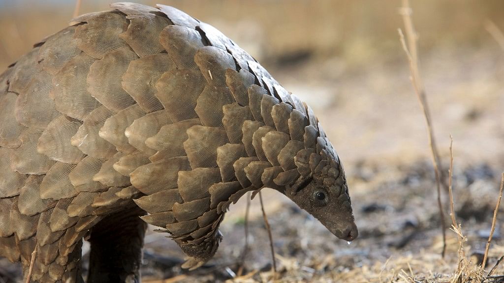 Pangolins are threatened by poaching. (Photo: iStock)