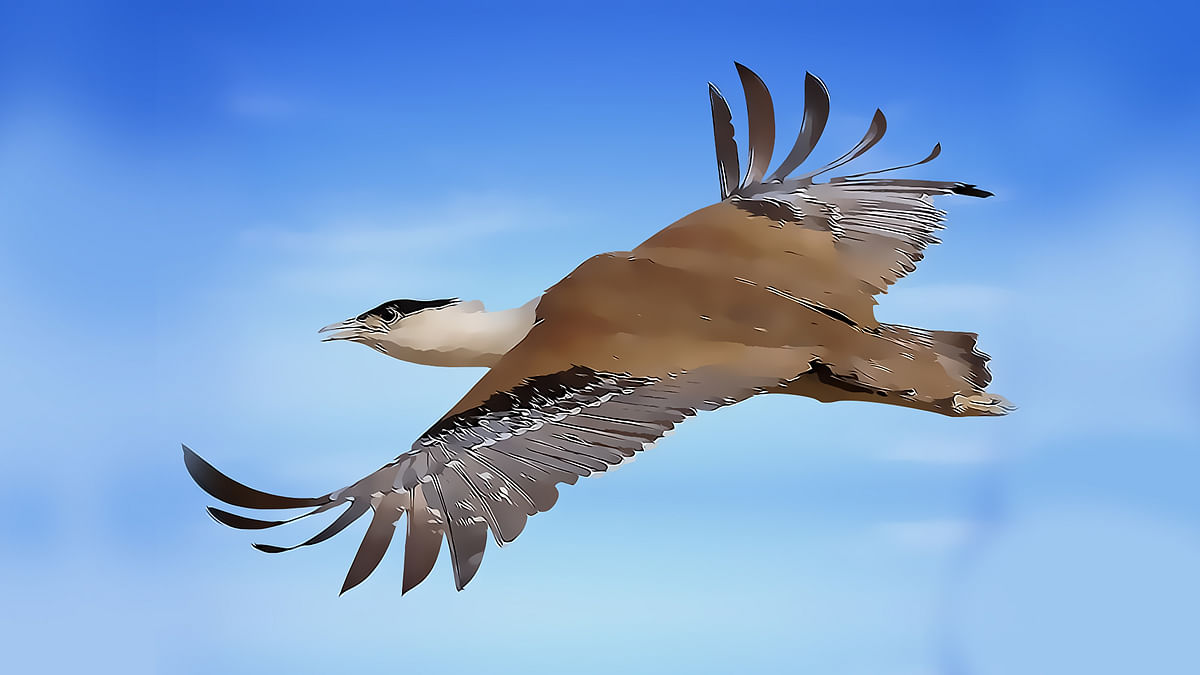 Flight of the Bustard: A Large Bird’s Struggle For Survival