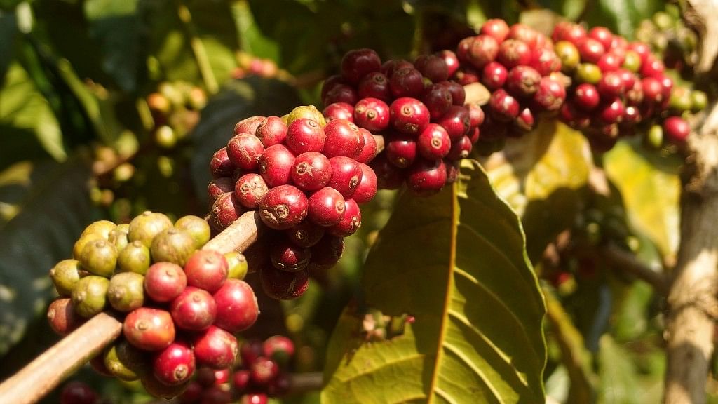 Coffee farming  has serious implications for the Western Ghats and on the waters of the Cauvery River.