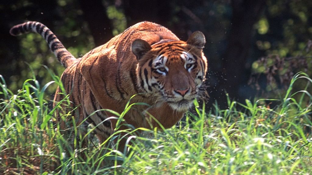 Tigers are threatened by government-proposed linking projects. (Photo: iStock)