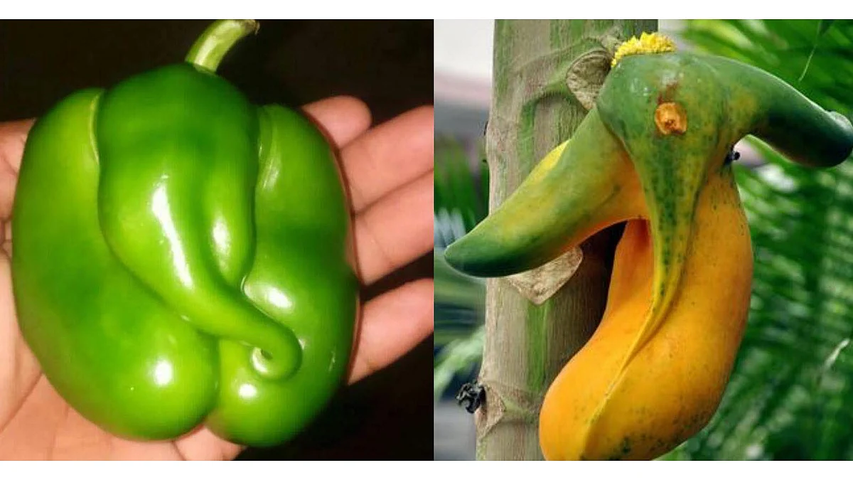 Ganesha in a capsicum and a papaya.