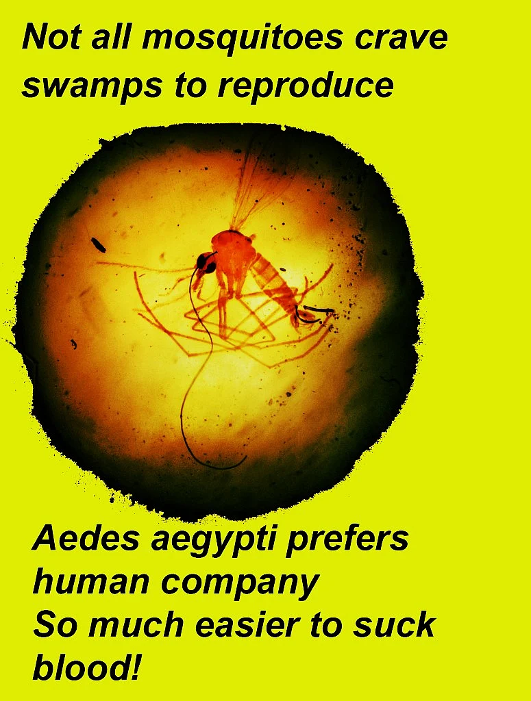 The limited fliers you see on dengue prevention will have pictures of water in the cooler and large open areas of stagnant water. However, that’s not the case with all species of mosquitoes. (Photo: Nikita Mishra/<b><i>The Quint</i></b>)