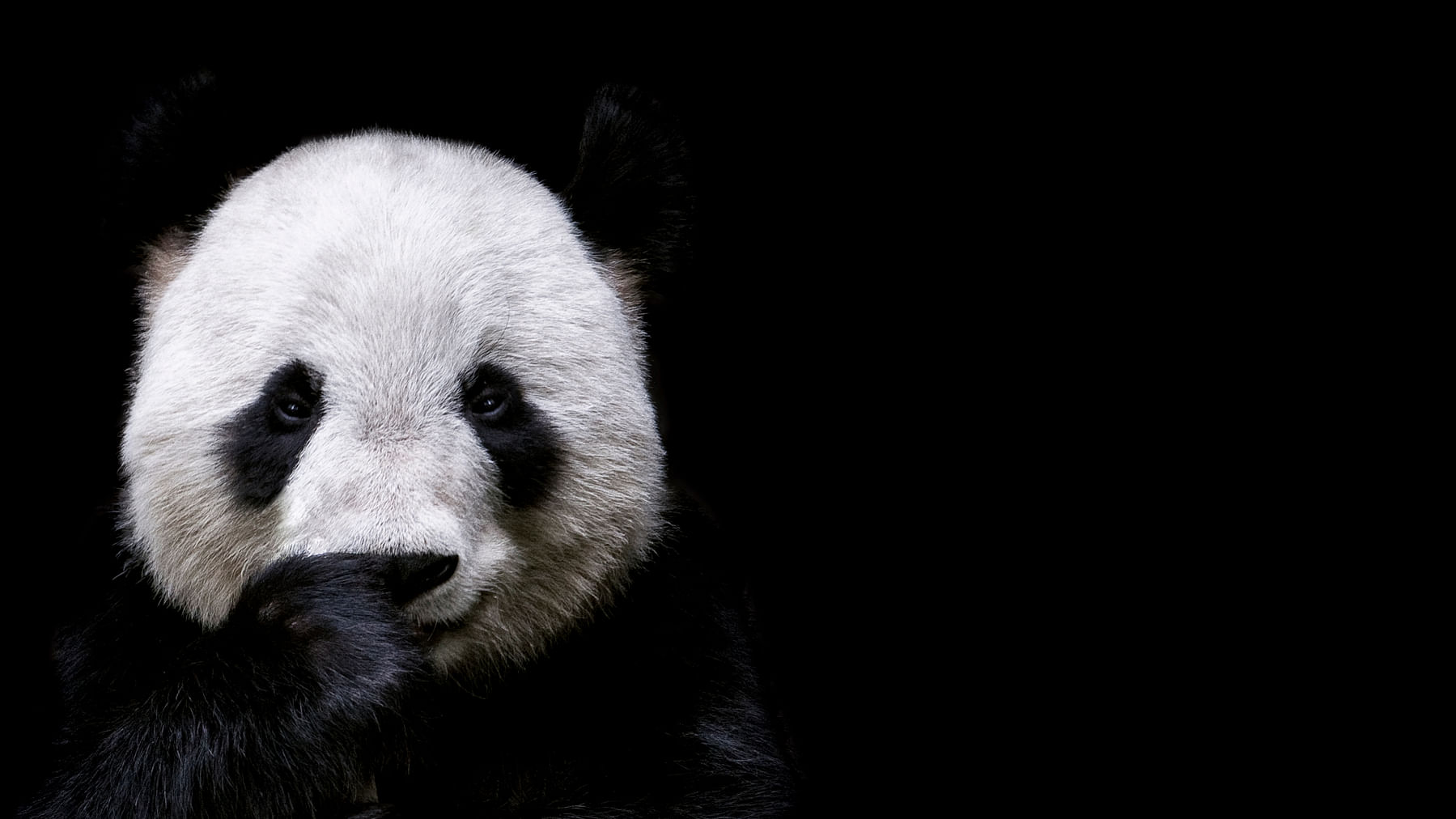 The Giant Panda has officially made it off the endangered animals list.&nbsp;(Photo: iStock)