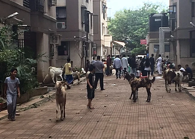 Goats roaming freely inside the housing society in Kurla, Mumbai. (Photo Courtesy: Antonette Pinto)