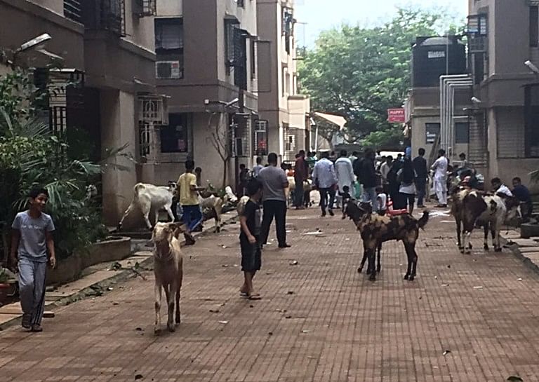 No happy Eid for a Mumbai resident who helplessly watches animals being slaughtered inside her housing society!