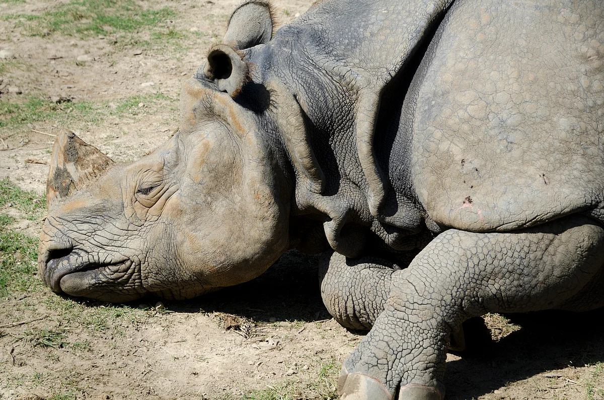 A dead one-horned rhino. (Photo: iStock)