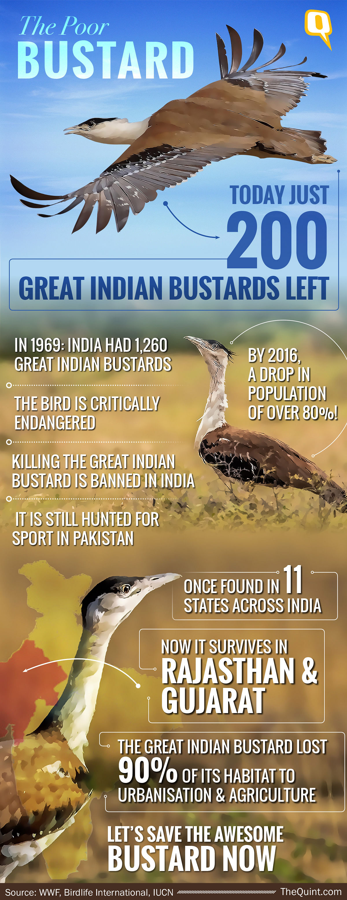 There are fewer than 200 Great Indian Bustards left in the world.  