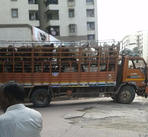 Goats from outside being brought in Premier Housing Society (Kurla) for butchering. (Photo courtesy: Antonette Pinto)