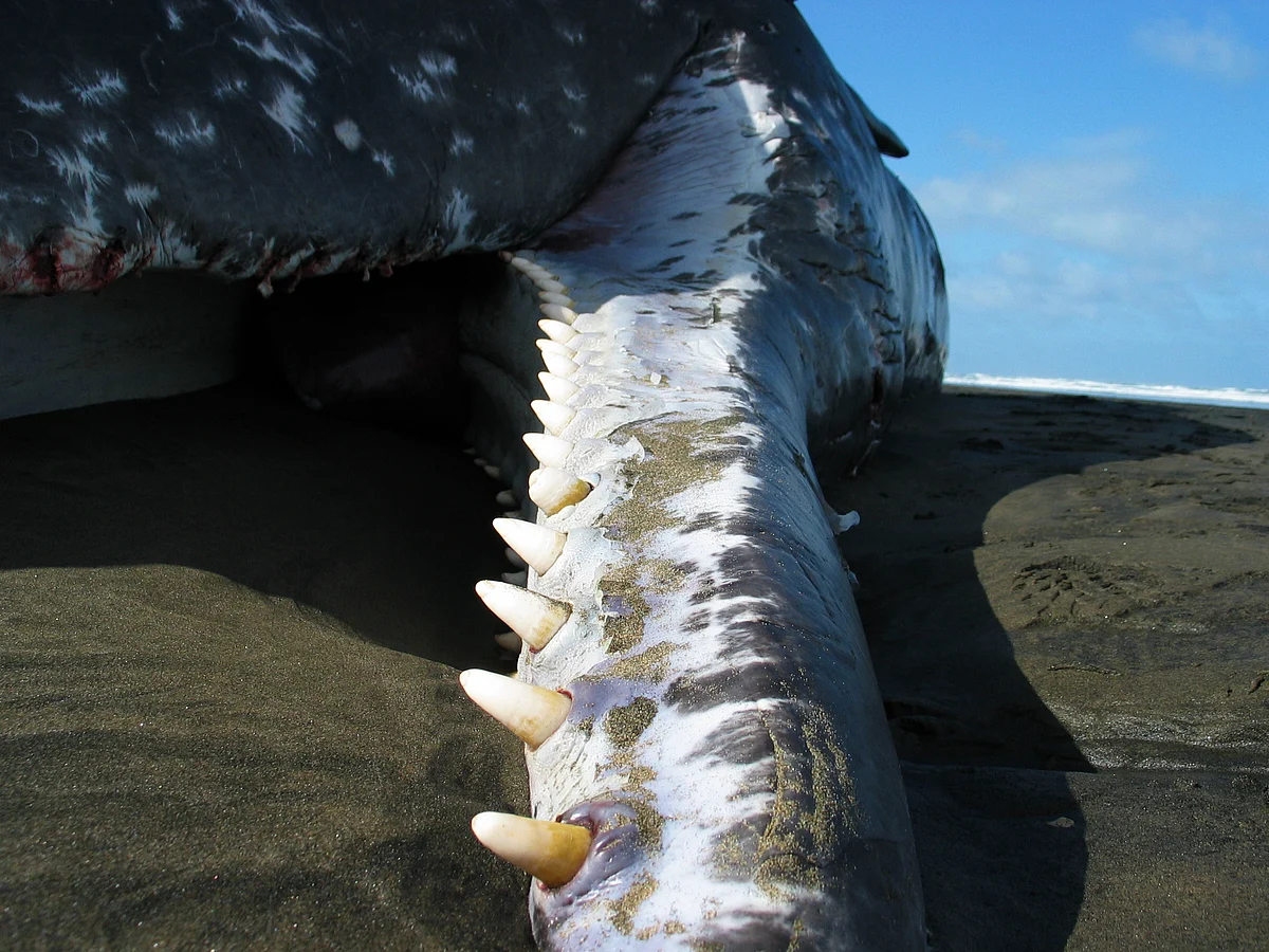Washed up sperm whale. (Photo: iStock)