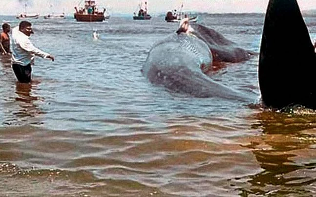 The whale is brought back to deeper waters. (Photo: PTI)