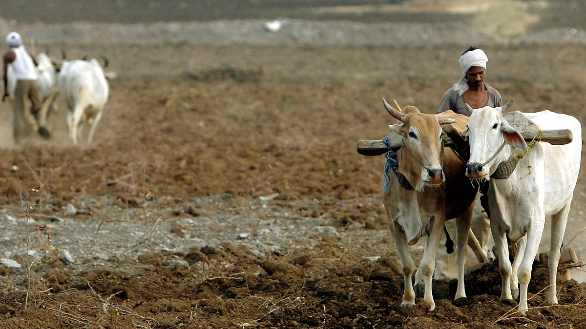 Would the commercial cultivation of GM mustard ensure that the small farmers are not exploited by corporate giants? (Photo: Reuters)