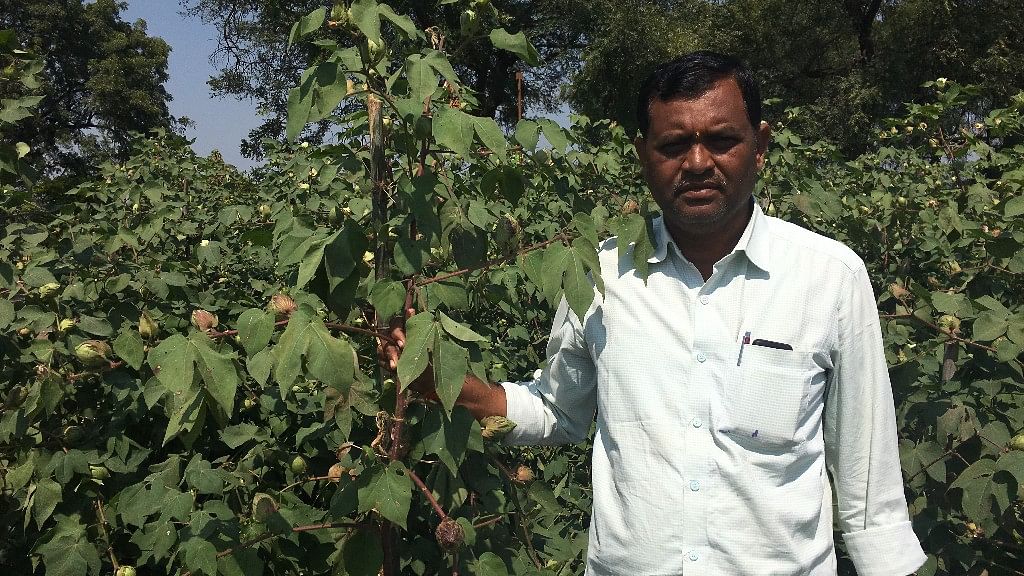 

Anil Kamlaker Ambhore, a farmer in Maharashtra, stands by a cotton plant. (Photo: Manon Verchot)