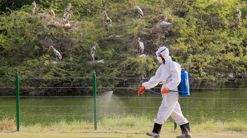 A zoo staff member covers his face while spraying chemicals near a rosy pelican enclosure to prevent the bird flu at the Delhi Zoo on Saturday. Image used for representation.