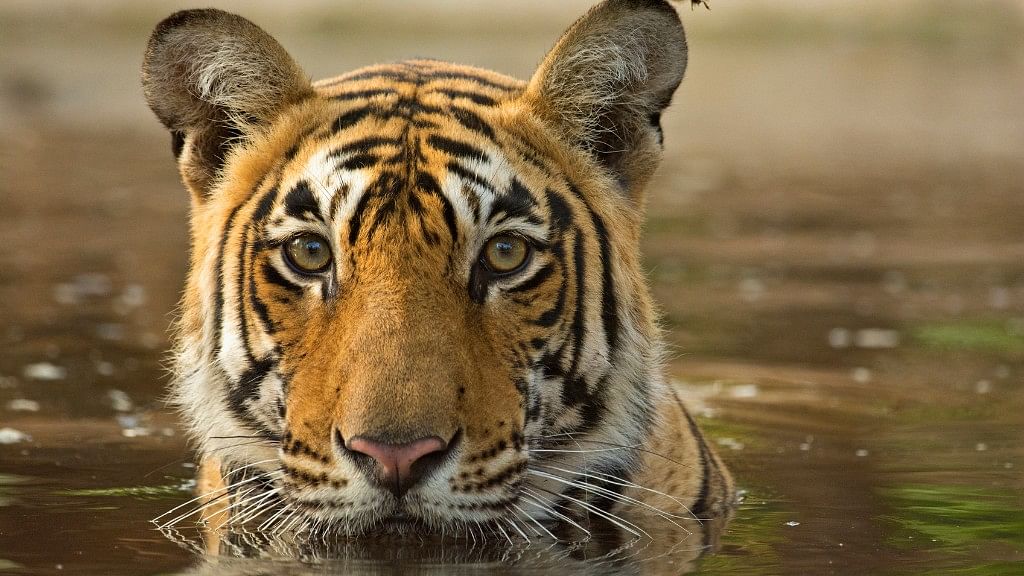 The Sundarbans is home to many key species, including tigers. (Photo: iStock)